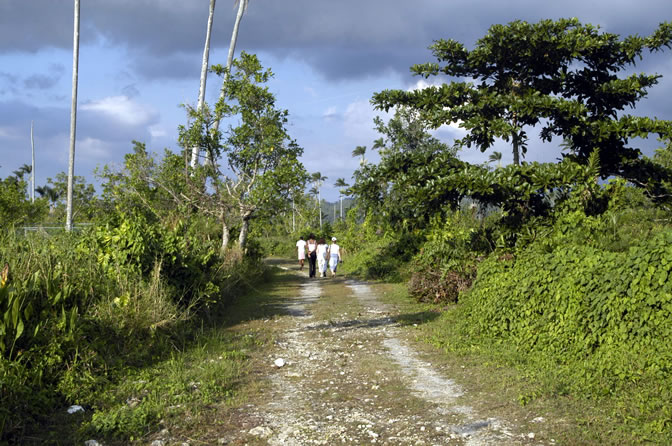 Negril Royal Palm Reserve Eco-Tourim Attraction - Negril Travel Guide, Negril Jamaica WI - http://www.negriltravelguide.com - info@negriltravelguide.com...!